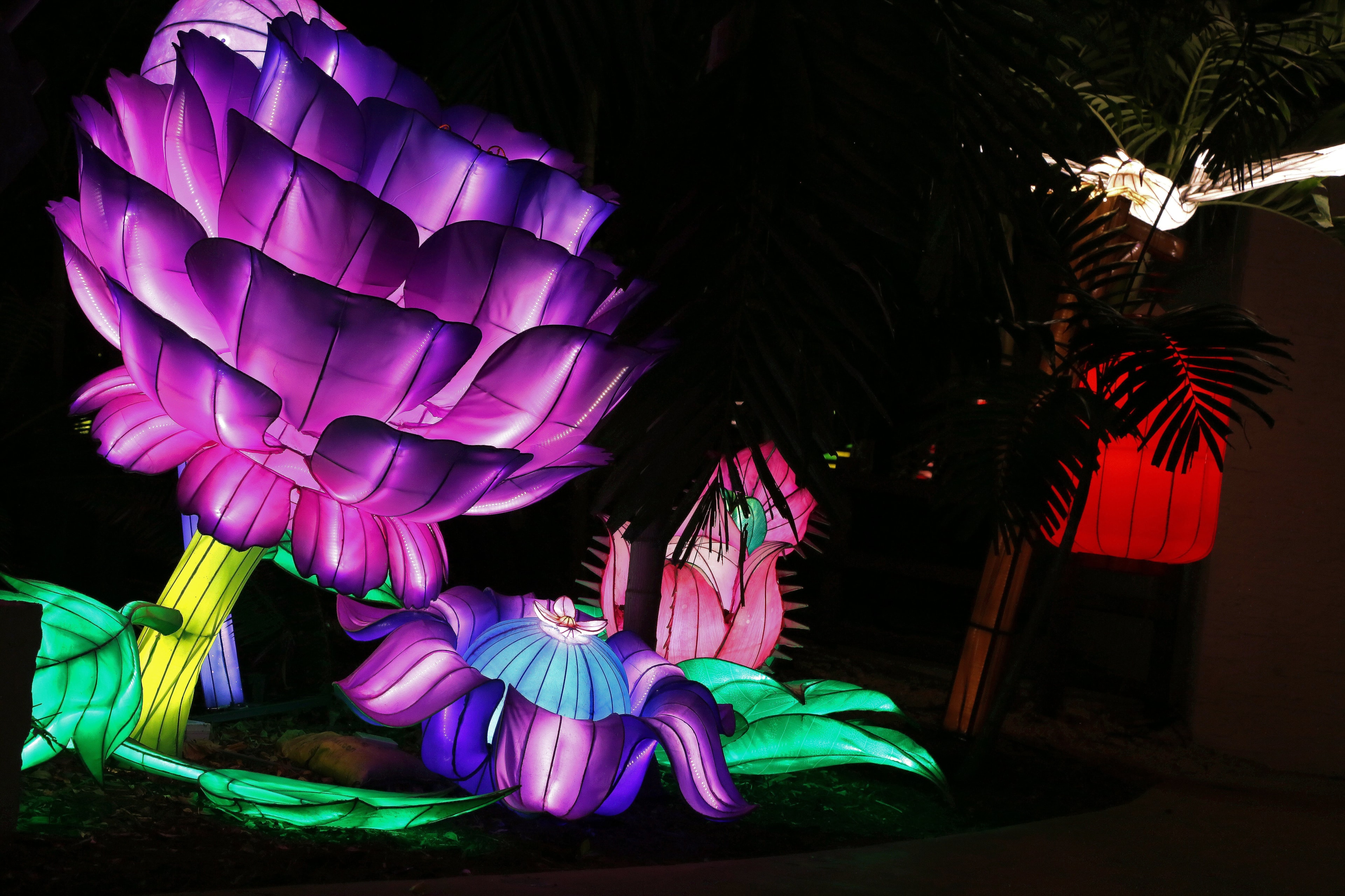Colorful illuminated flowers at night